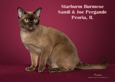 Starburm Burmese Cattery